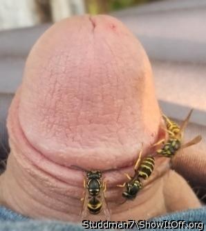 Adult image from Studdman7