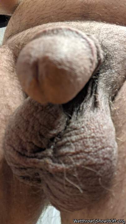 Adult image from Wetthroat