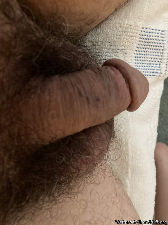 Adult image from Wetthroat