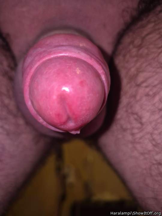 Adult image from Haralampi