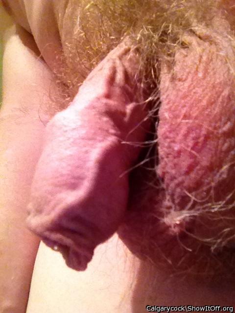 Adult image from Calgarycock