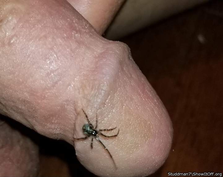 Wow. Hope it isn�t venomous.  Definitely don�t want brown re