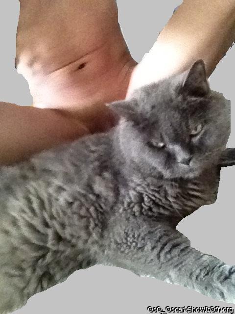 Adult image from OsQ_Oscar