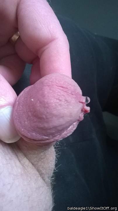 Adult image from baldeagle1