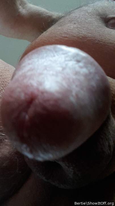 Adult image from Bertie