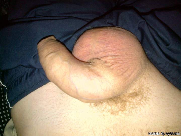 Adult image from Sharkie