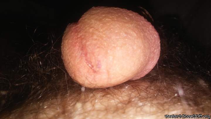 Adult image from Steelbird