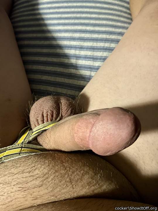 Adult image from cocker