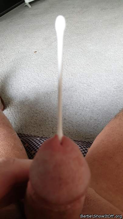 Adult image from Bertie