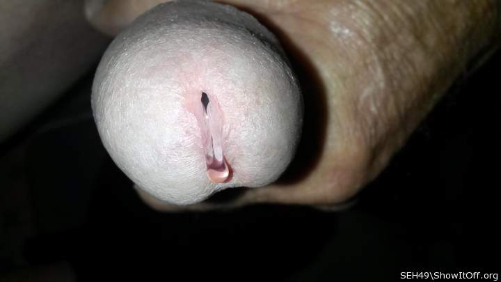 Adult image from SEH49