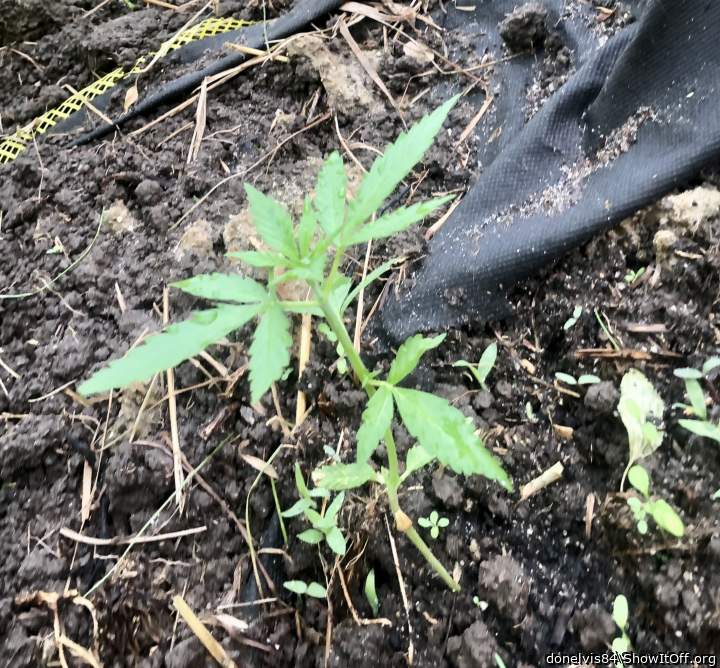 Weeds