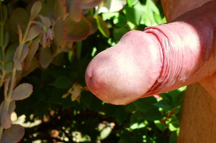 Adult image from cuddles1