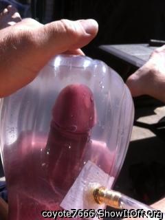 Adult image from coyote7666