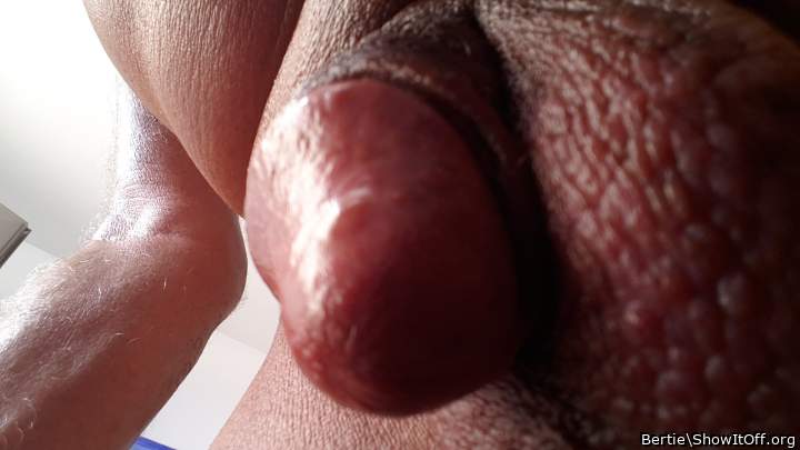 Adult image from Bertie