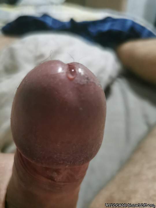 Adult image from MYCOCK66