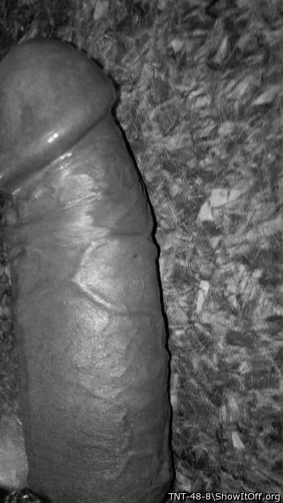 Adult image from TNT-48-8