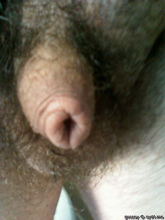 Adult image from Goosey