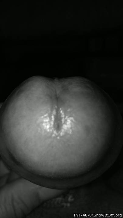 Adult image from TNT-48-8
