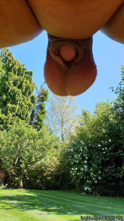Adult image from Bertie