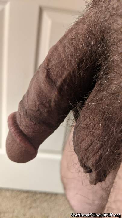Adult image from Wetthroat