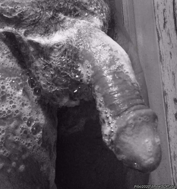 Adult image from Pibo2020