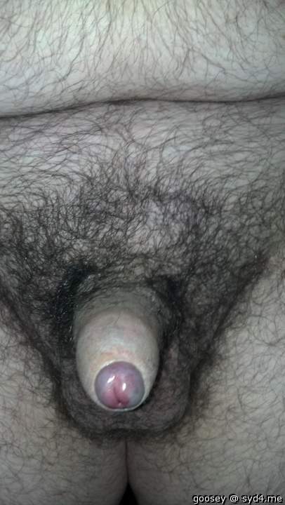 Adult image from Goosey