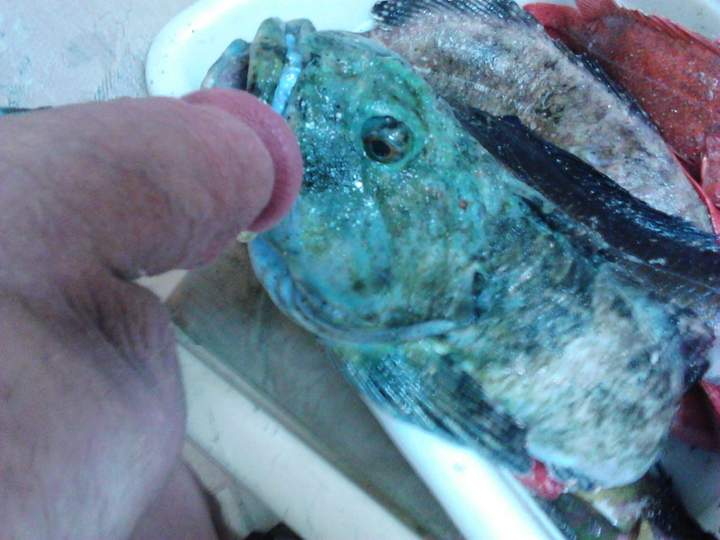 Adult image from fish4free