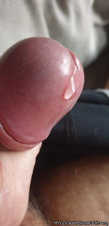 Adult image from MYCOCK66
