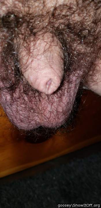 Adult image from Goosey