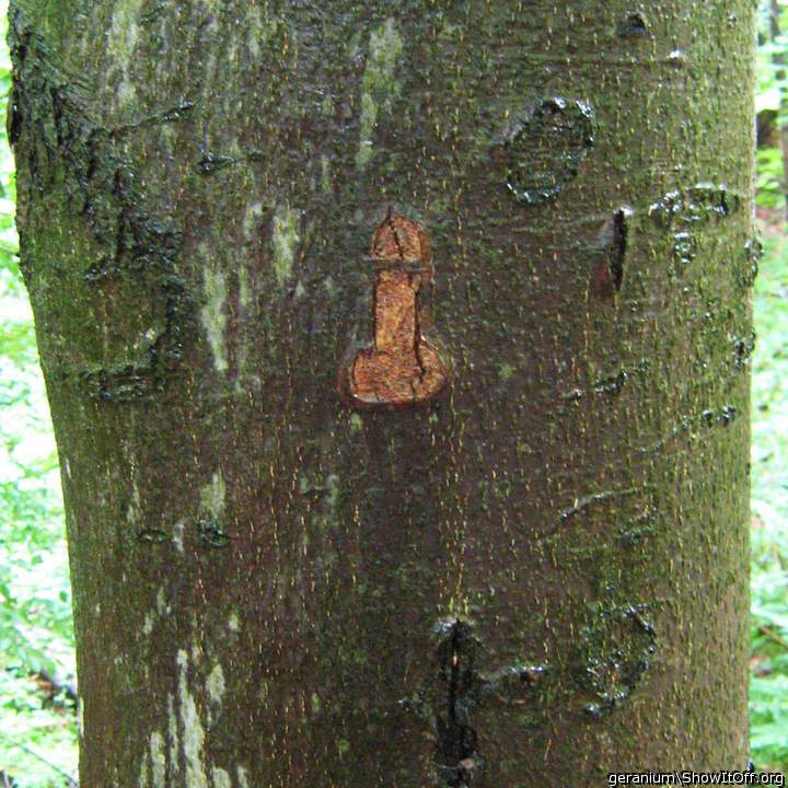 Adult image from geranium