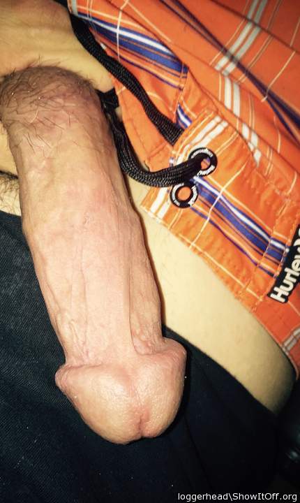 Adult image from Loggerhead