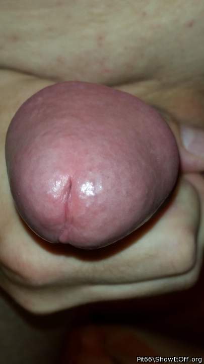 Adult image from Pit66