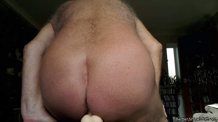 Adult image from Bertie