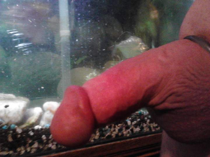 Adult image from fish4free