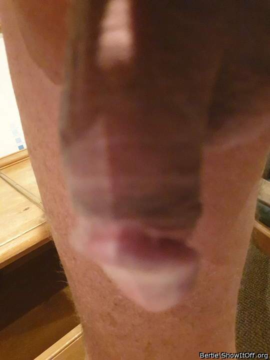 Adult image from Bertie