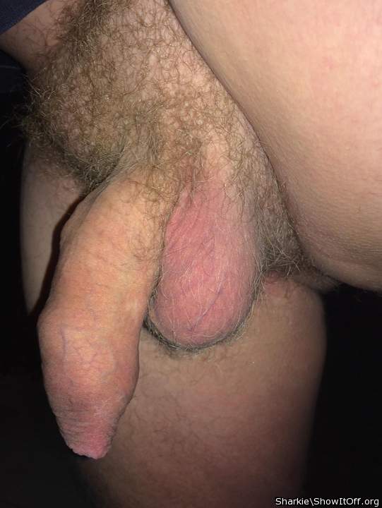 Adult image from Sharkie