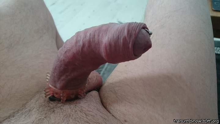 Adult image from Frenum