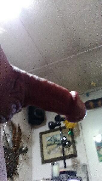 Adult image from fish4free