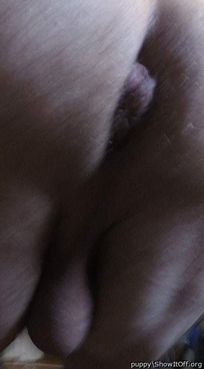 Adult image from puppy