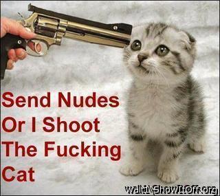 i love that cat/kitten, so cute