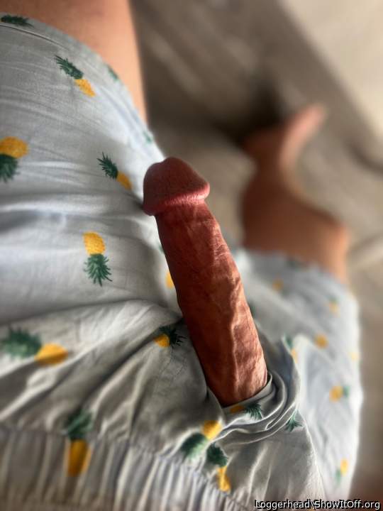 Adult image from Loggerhead