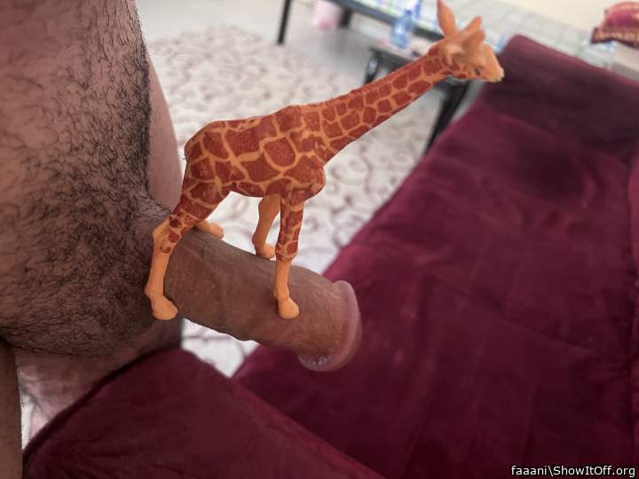 Adult image from faaani
