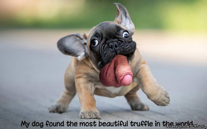 My dog