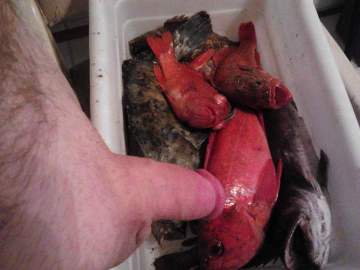 Adult image from fish4free