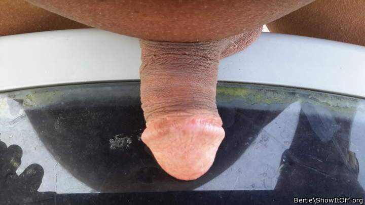 Adult image from Bertie