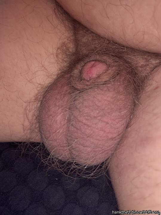 Turtle tip with the big cannolis