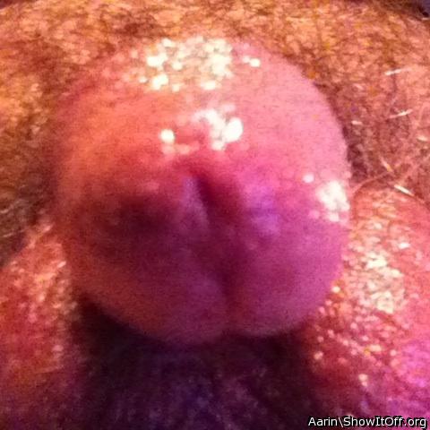 Adult image from Arinn