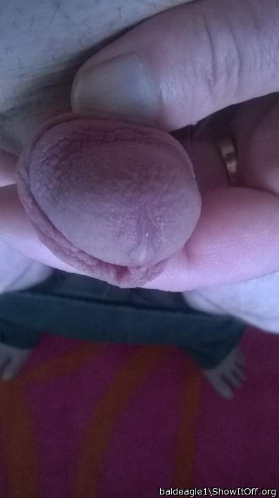 Adult image from baldeagle1