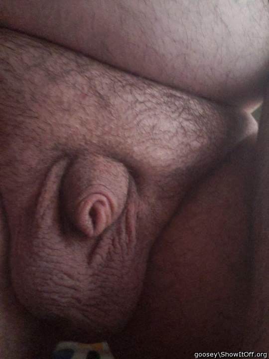 Adult image from Goosey