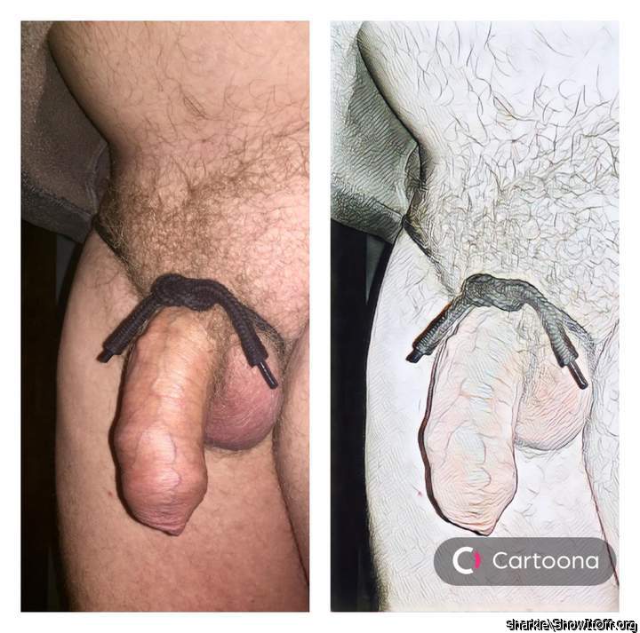 Adult image from Sharkie